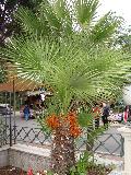 Mediterranean Fan Palm / Chamaerops humilis